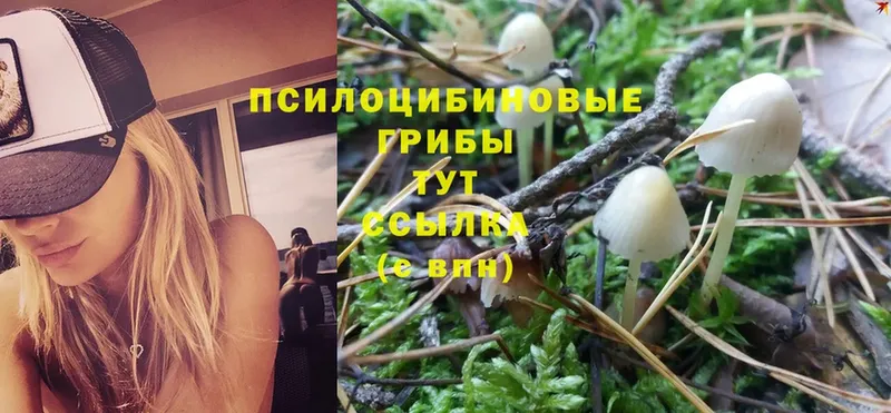 Галлюциногенные грибы Psilocybe  Задонск 